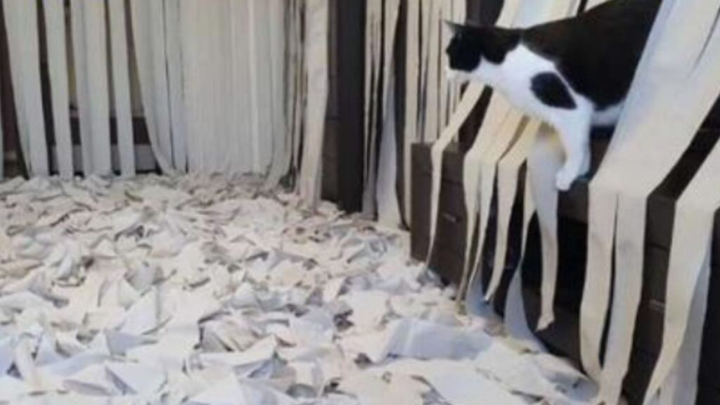 Gatto stupito dalla stanza coperta di carta igienica
