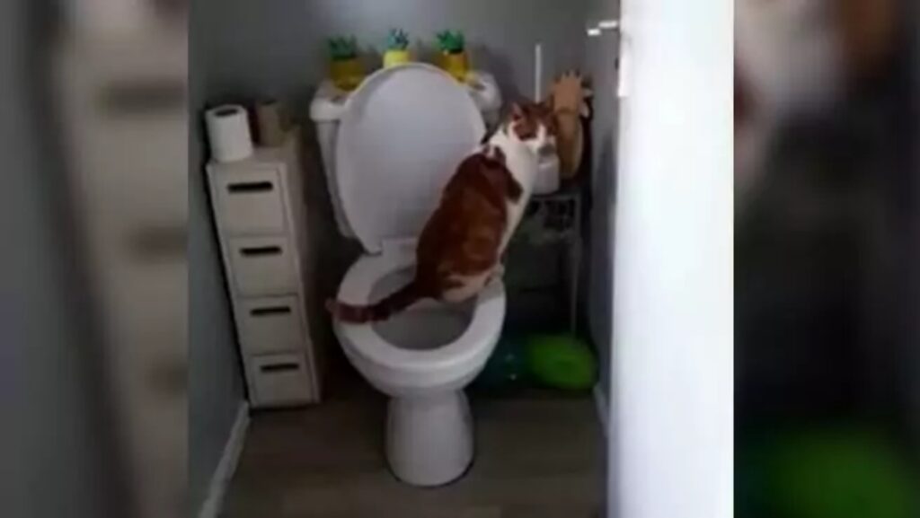 gatto urina in bagno