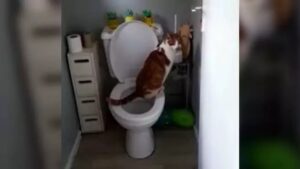 Il gatto viene sorpreso a usare il water senza che nessuno glielo abbia insegnato: la spiegazione della scienza (VIDEO)