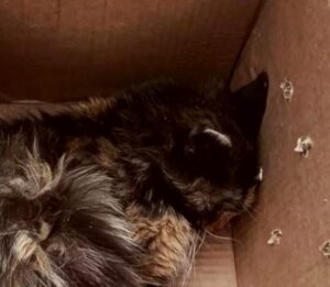 Gattina messa in una scatola e abbandonata