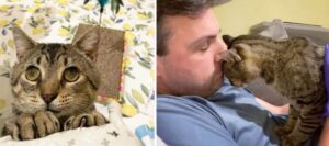 Dolcissimo gatto cieco e FIV/FELP positivo cerca una casa amorevole