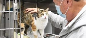 Pensavano che il gatto fosse morto in una frana, invece torna a casa dopo 3 anni