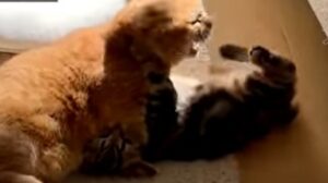 Gattone rosso ama giocare con il piccolo di casa che adora moltissimo (VIDEO)