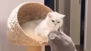 Gattone si impegna per dimostrare il suo amore alla gatta che ama moltissimo (VIDEO)