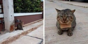 Gatto smarrito torna a casa dopo tre giorni presentando ai proprietari il conto da pagare