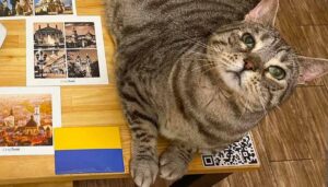 Vaccini e passaporti gratis per i gattini ucraini accompagnati dai propri umani