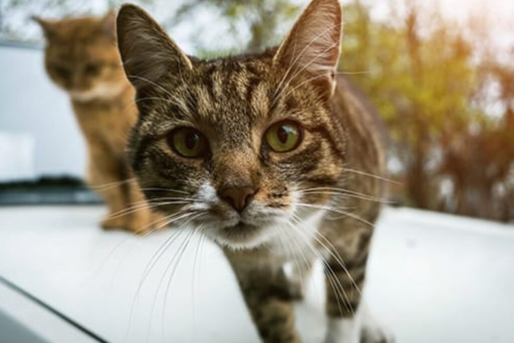 Lecce: un uomo ha ucciso un gattino randagio a colpi di bastone | Il mio  gatto è leggenda