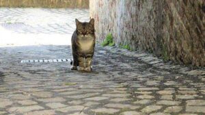 Lecce: un uomo ha ucciso un gattino randagio a colpi di bastone
