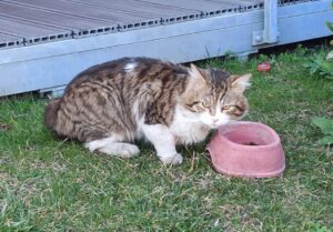 Livorno, scomparso un gatto europeo di 4 anni, nessuno sa che fine abbia fatto Balù