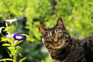 5 maglie primaverili per gatti comodissime e alla moda