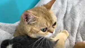 Mamma gatta non capisce cosa voglia il suo cucciolo adottivo (VIDEO)