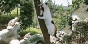 Mamma gatta si arrampica su un albero per aiutare uno dei suoi cuccioli in pericolo
