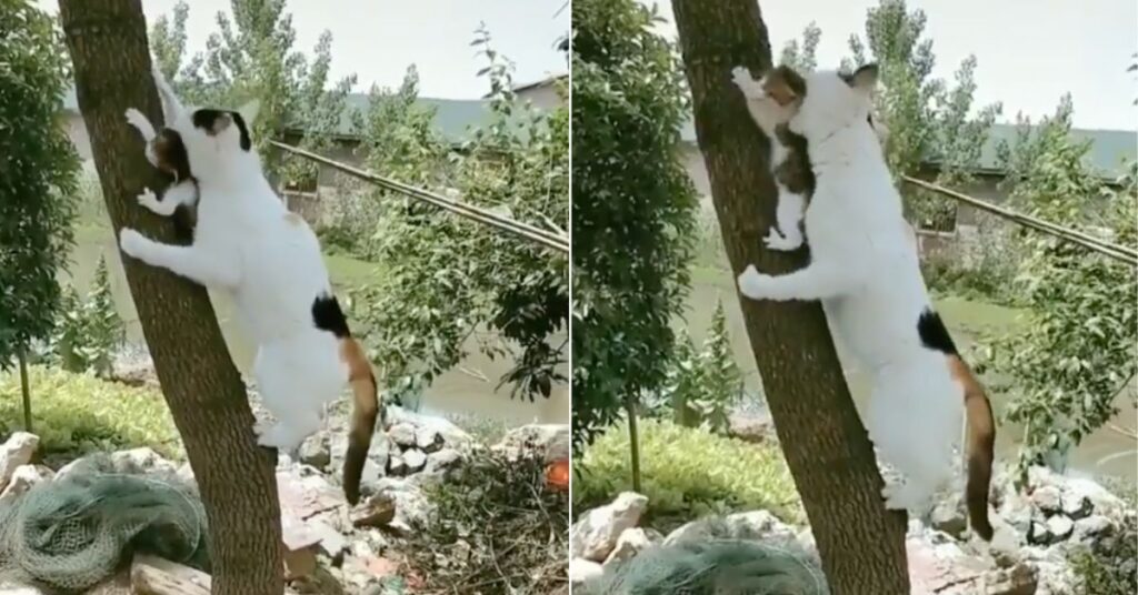 Mamma gatta si arrampica su un albero per aiutare uno dei suoi cuccioli in pericolo