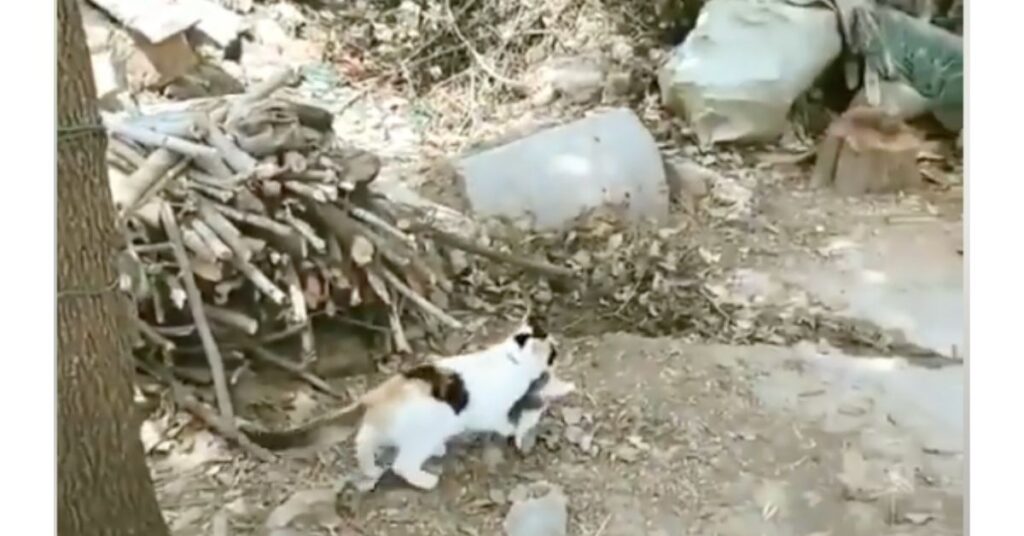Mamma gatta si arrampica su un albero per aiutare uno dei suoi cuccioli in pericolo
