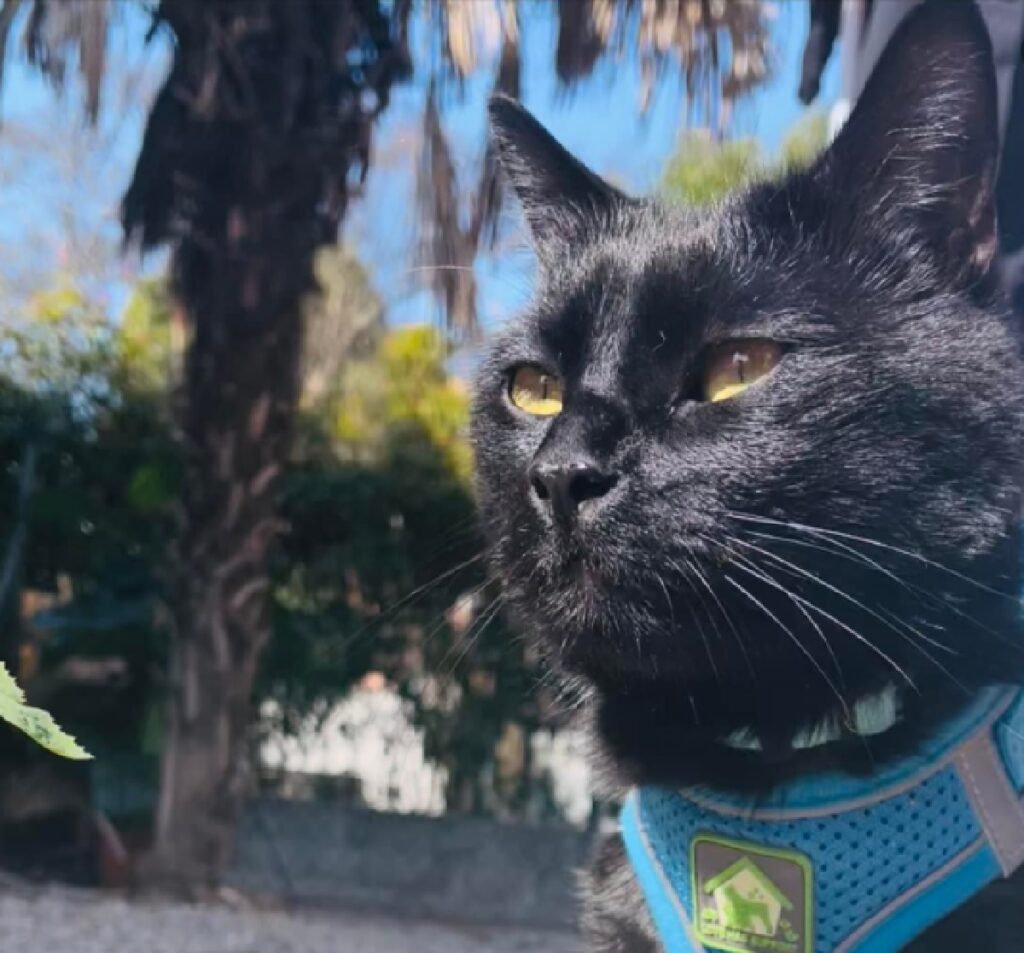 gatto pettorina azzurra simbolo giallo 