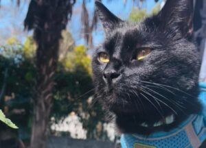 Mestre, gatto nero con pettorina viene smarrito, riportarlo a casa è la priorità assoluta