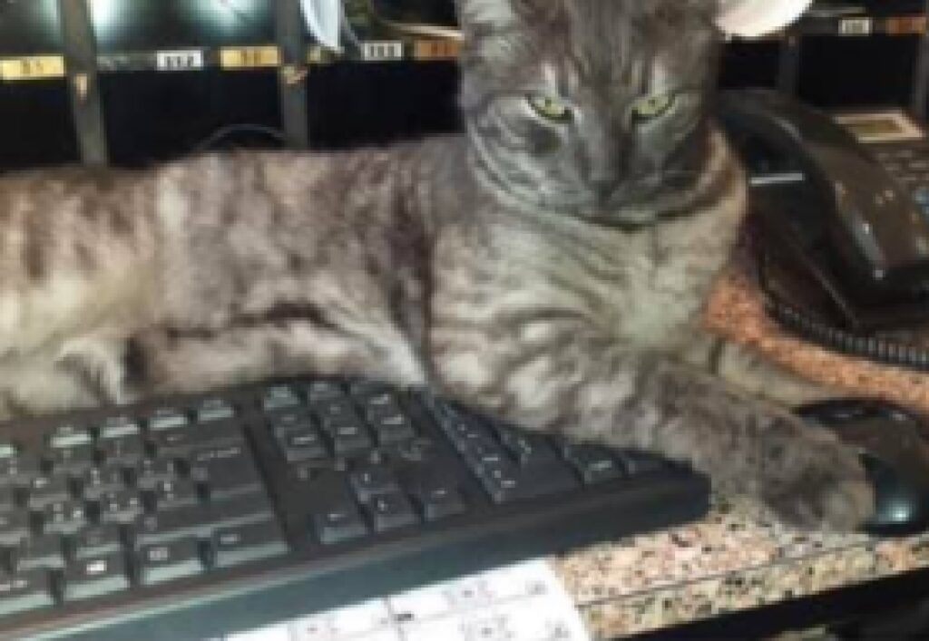 gatto sulla tastiera nera 