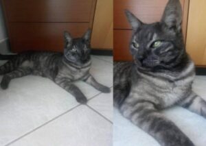 Milano, un gatto che risponde al nome di Aron è sparito nel nulla, offresi ricompensa di 6.000€ per il salvataggio