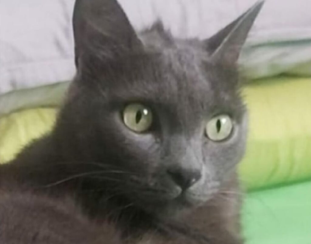 gatto occhi verde chiaro 