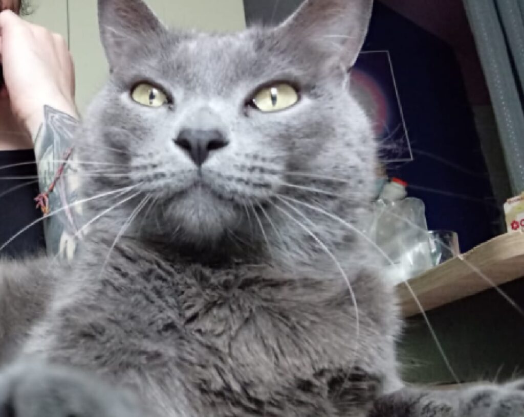 gatto simil certosino pelo grigio 