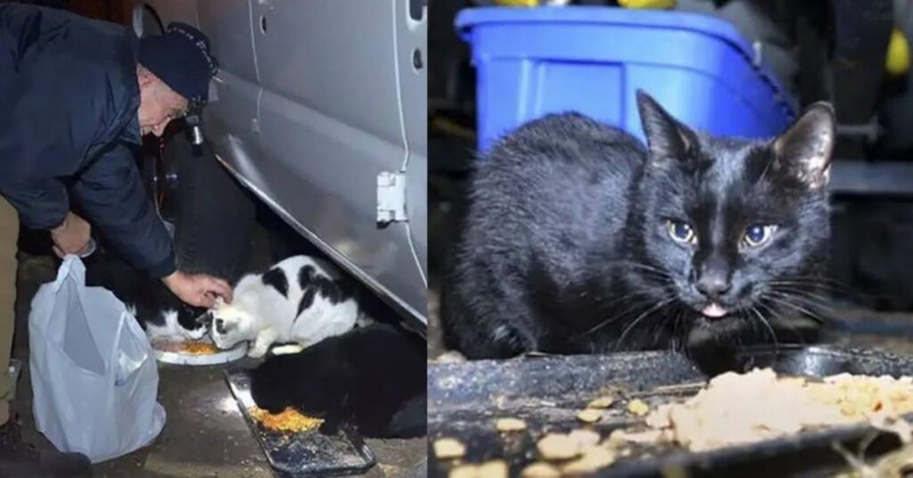 Nonno di 80 anni raccoglie rottami da 28 anni per nutrire i gatti senzatetto