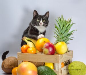 5 pappe alla frutta per gatti davvero super buone (e salutari)