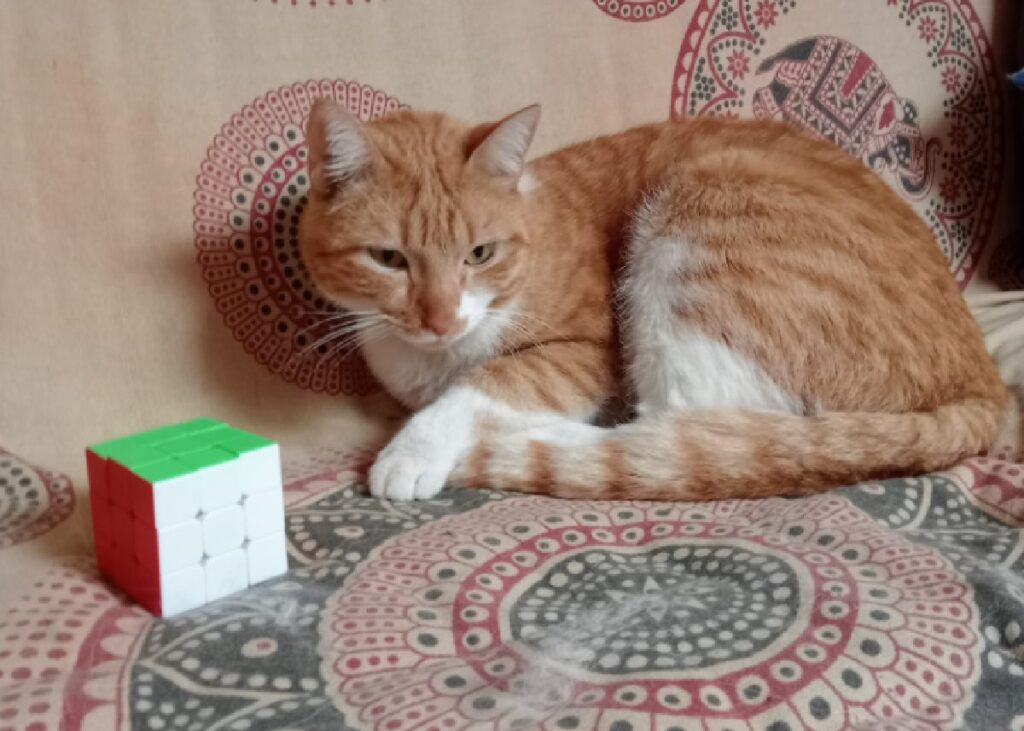 gatto vicino cubo di rubrik