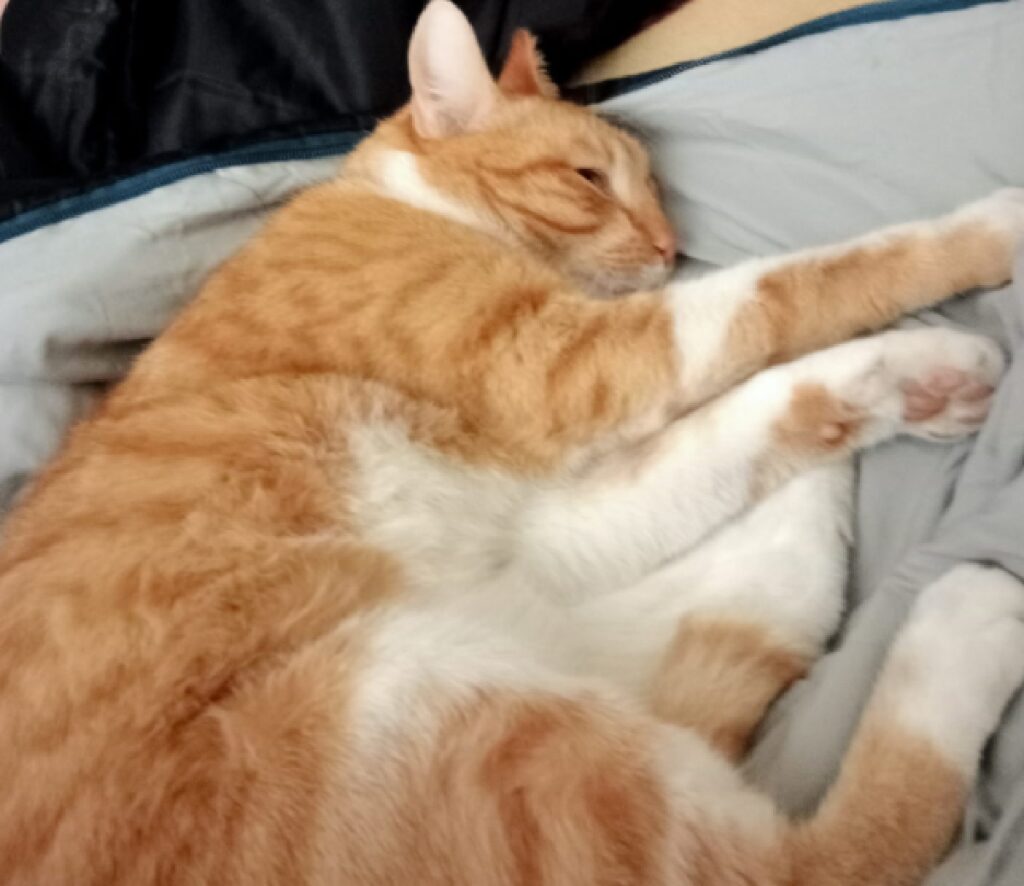 gatto rosso dorme su letto 