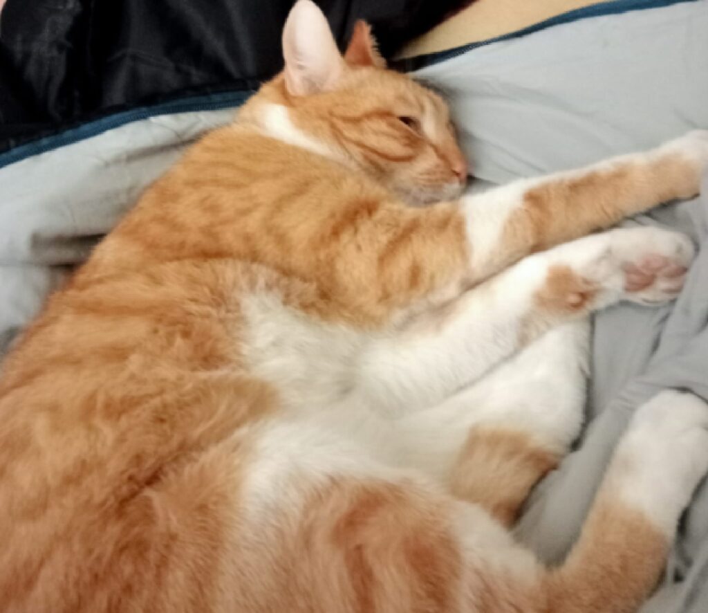 gatto rosso dorme su letto