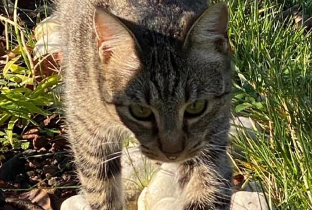 gatto sguardo basso 