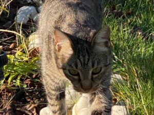 Ponte a Ema, attive le ricerche per un gatto di nome Virgo, si cerca un Soriano di due anni