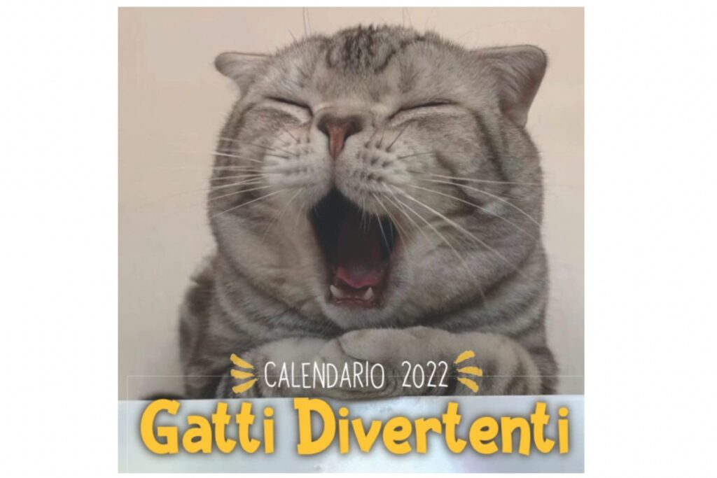 calendario con gatti divertenti