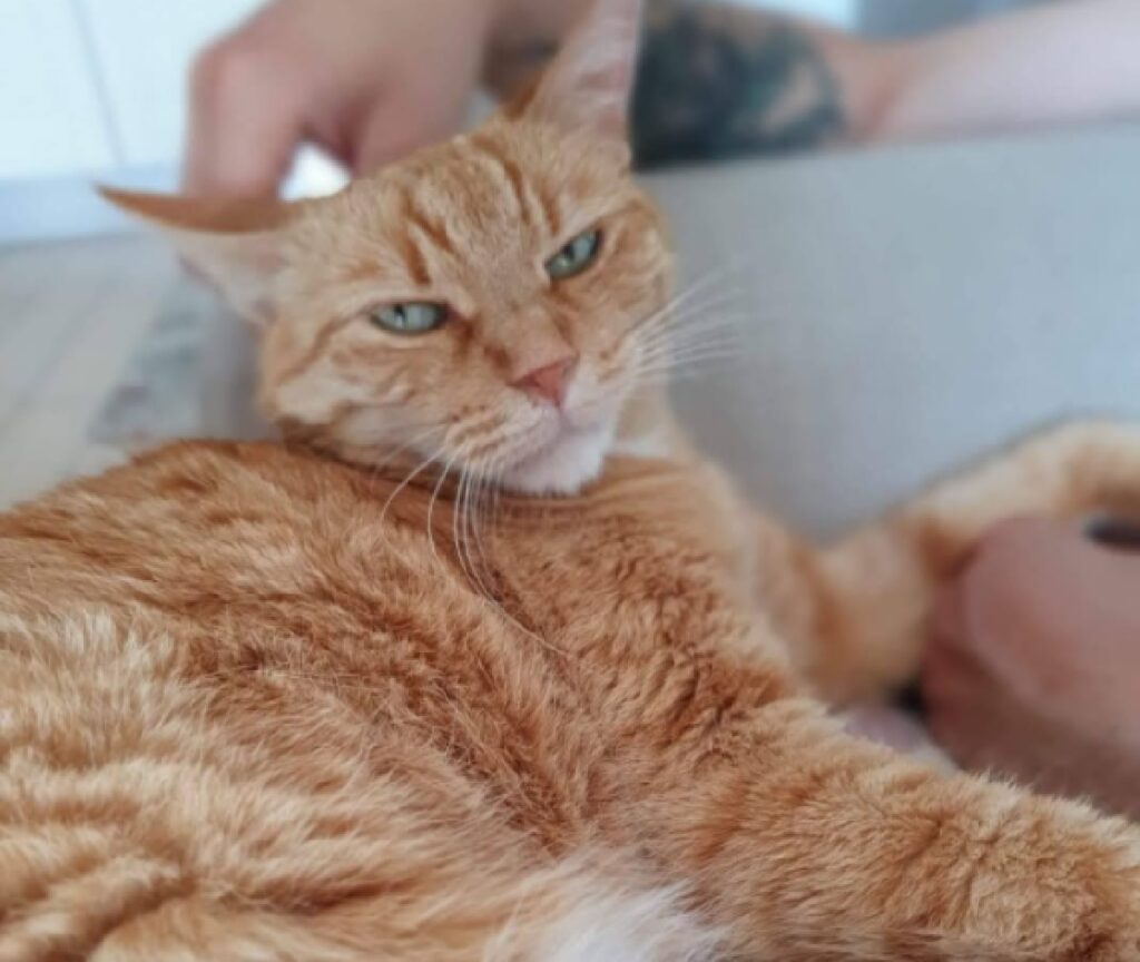 gatta distesa su divano grigio