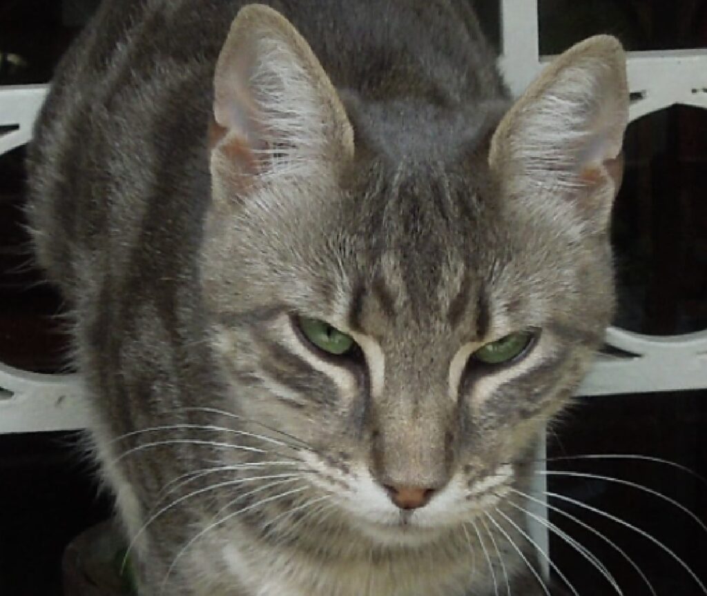 gatta grigia chiara con occhi verdi 