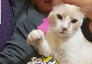 Torino, famiglia offre ricompensa a chiunque riporti a casa il piccolo Merlino, il gatto smarrito