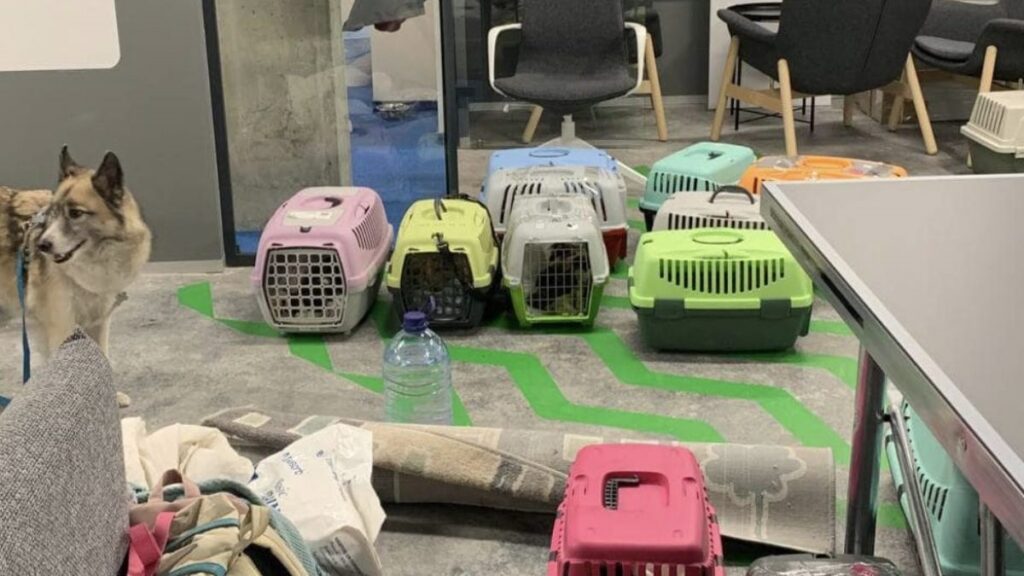 60 gatti salvati in ucraina