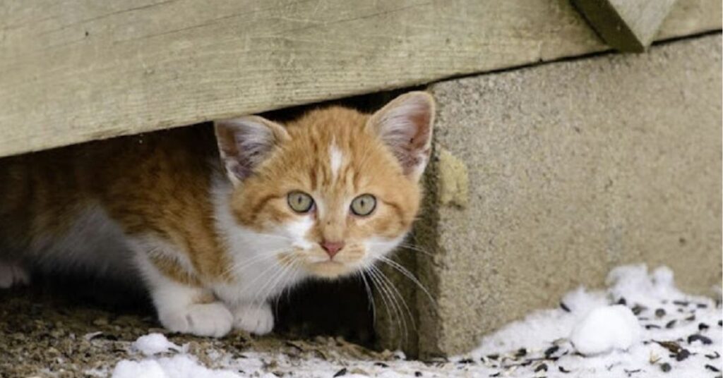 I cittadini, anche in questi difficili momenti, hanno dimostrato il loro grande amore per gli animali, come si è visto in tante immagini.