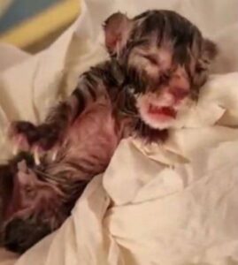 Gattina sopravvive ad un parto davvero difficile (VIDEO)