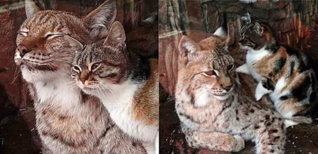 gatto fa amicizia con la lince nello zoo