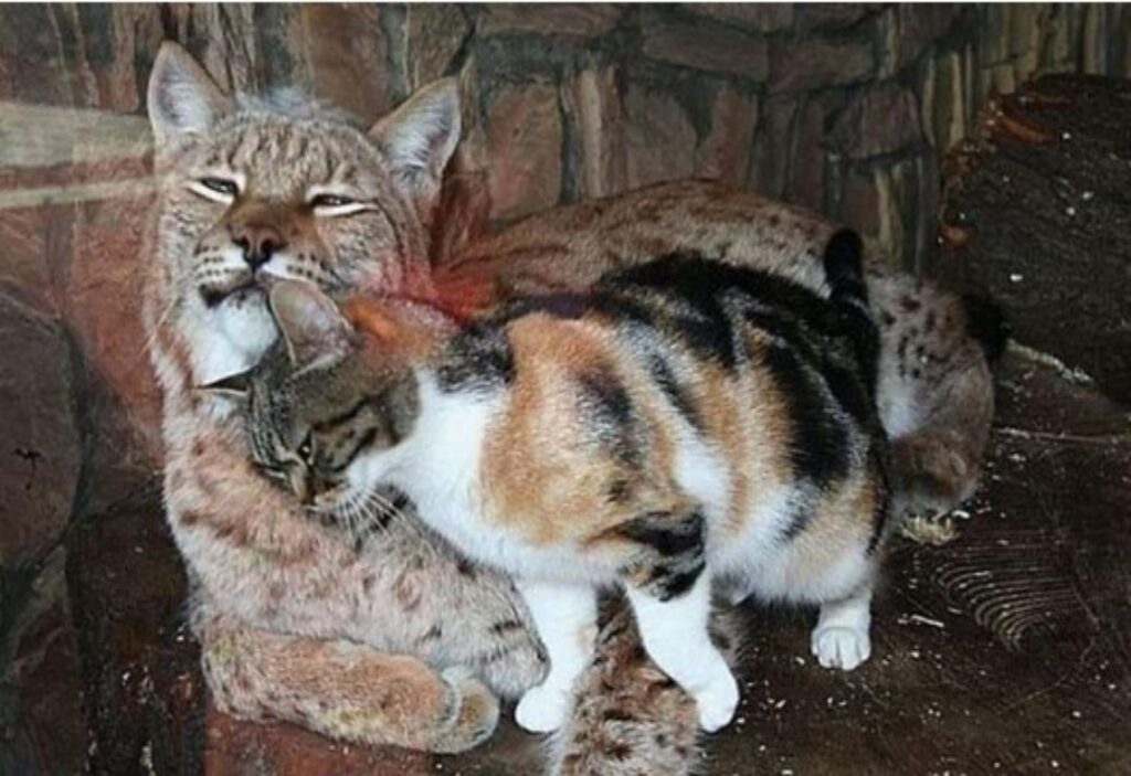 gatto fa amicizia con la lince nello zoo