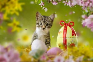 3 consigli per trascorrere una pasqua in sicurezza con il gatto