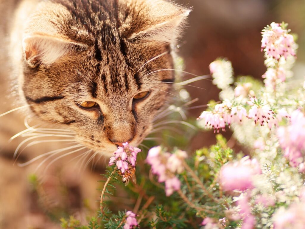 felino in giardino