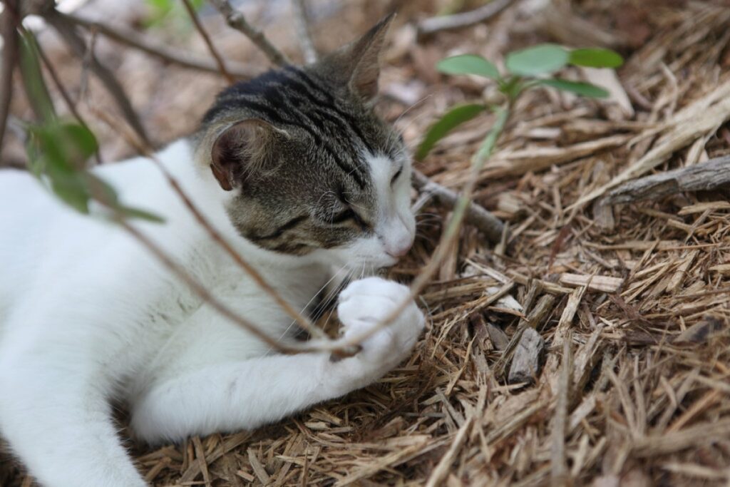 micio natura