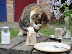 4 cose da sapere prima di dare il latte al gatto