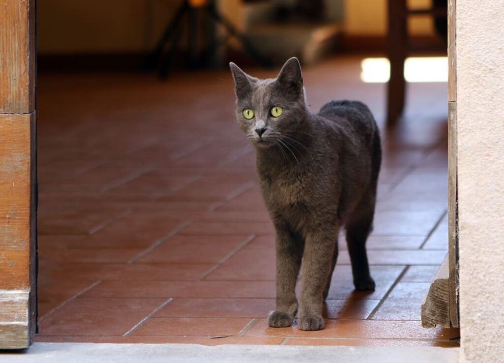 gatto grigio