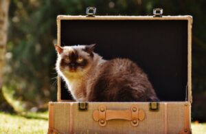 4 suggerimenti per portare il gatto in viaggio