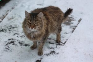 5 foto che dimostrano come gatti e neve siano totalmente estranei