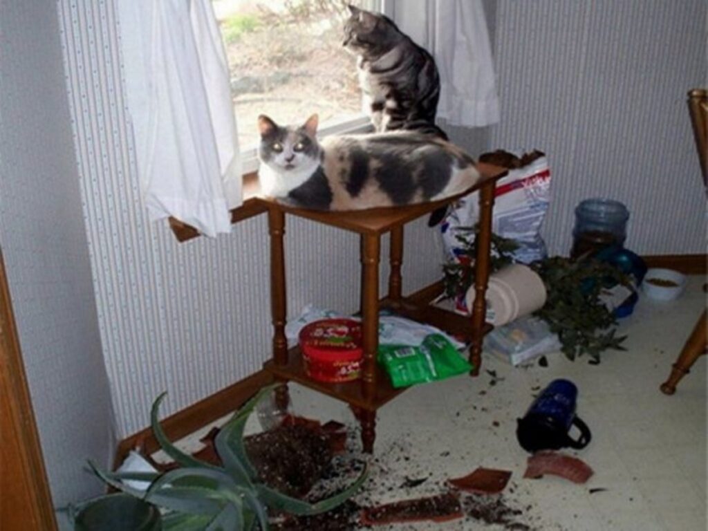 gatti vasi terra