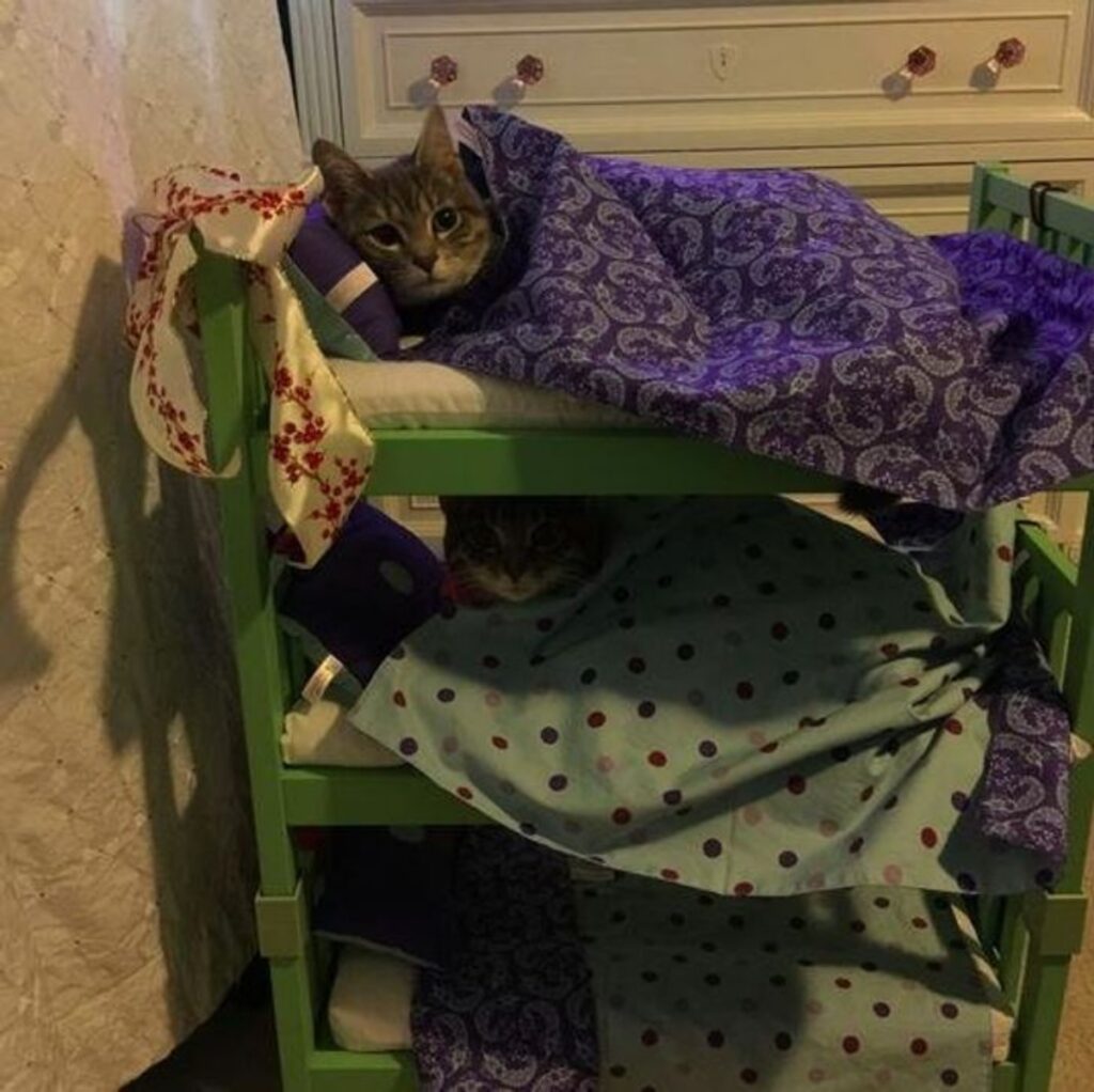 gatti coppia dolci