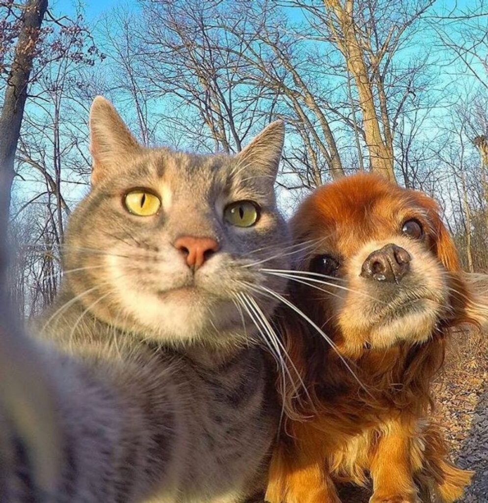 felino con cane